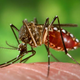 Aedes aegypti: principal vector del virus de la fiebre amarilla. Wikimedia Commons